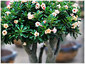 Rosy Adenium